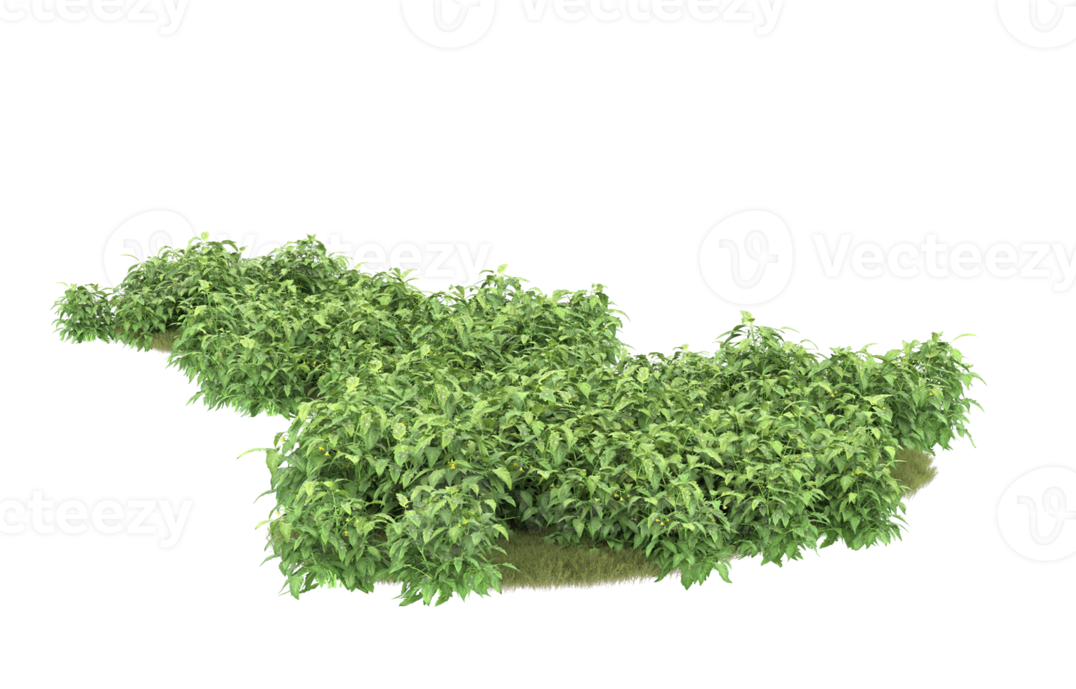 Realistic foliage isolated on transparent background. 3d rendering - illustration png