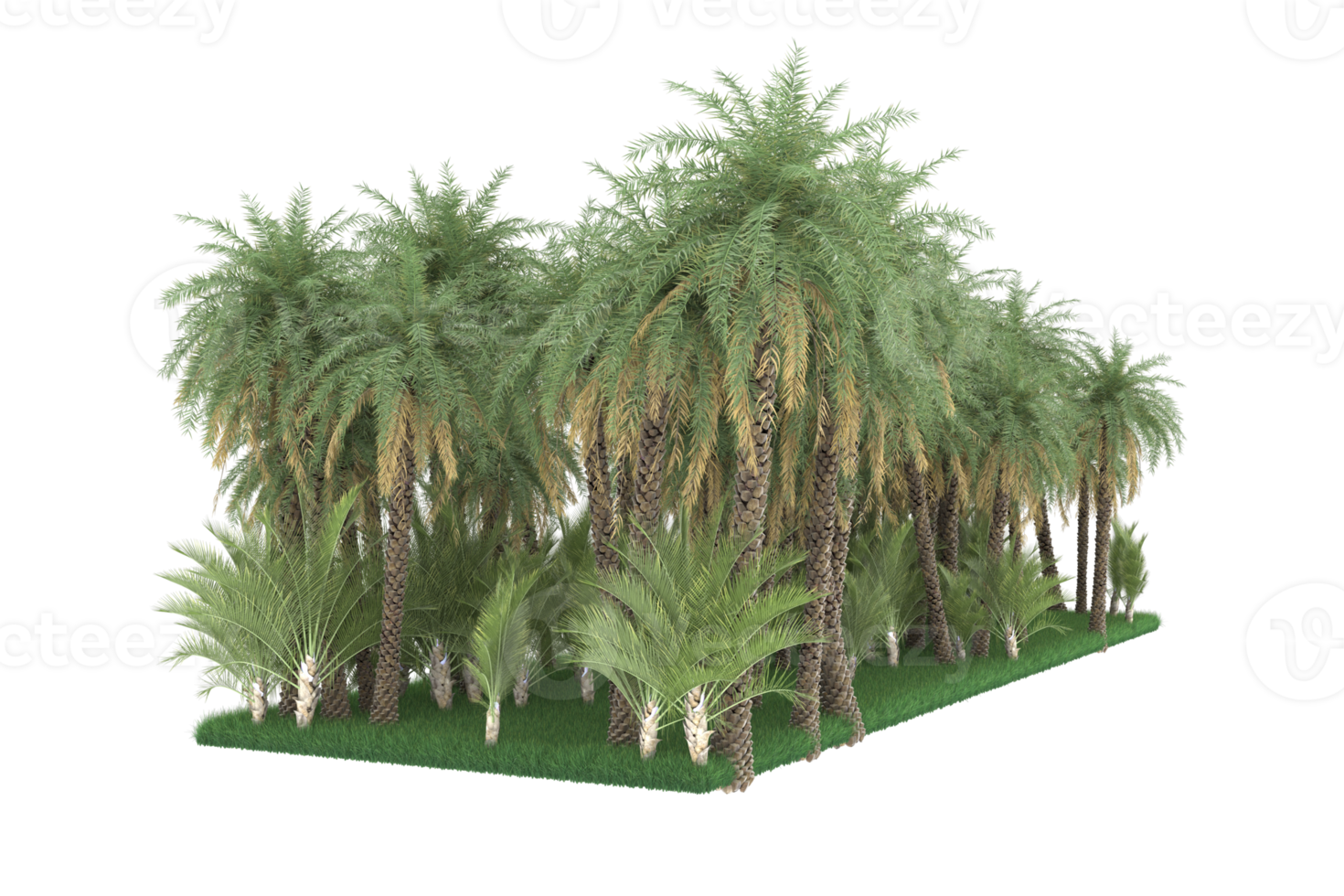 Palm trees isolated on transparent background. 3d rendering - illustration png