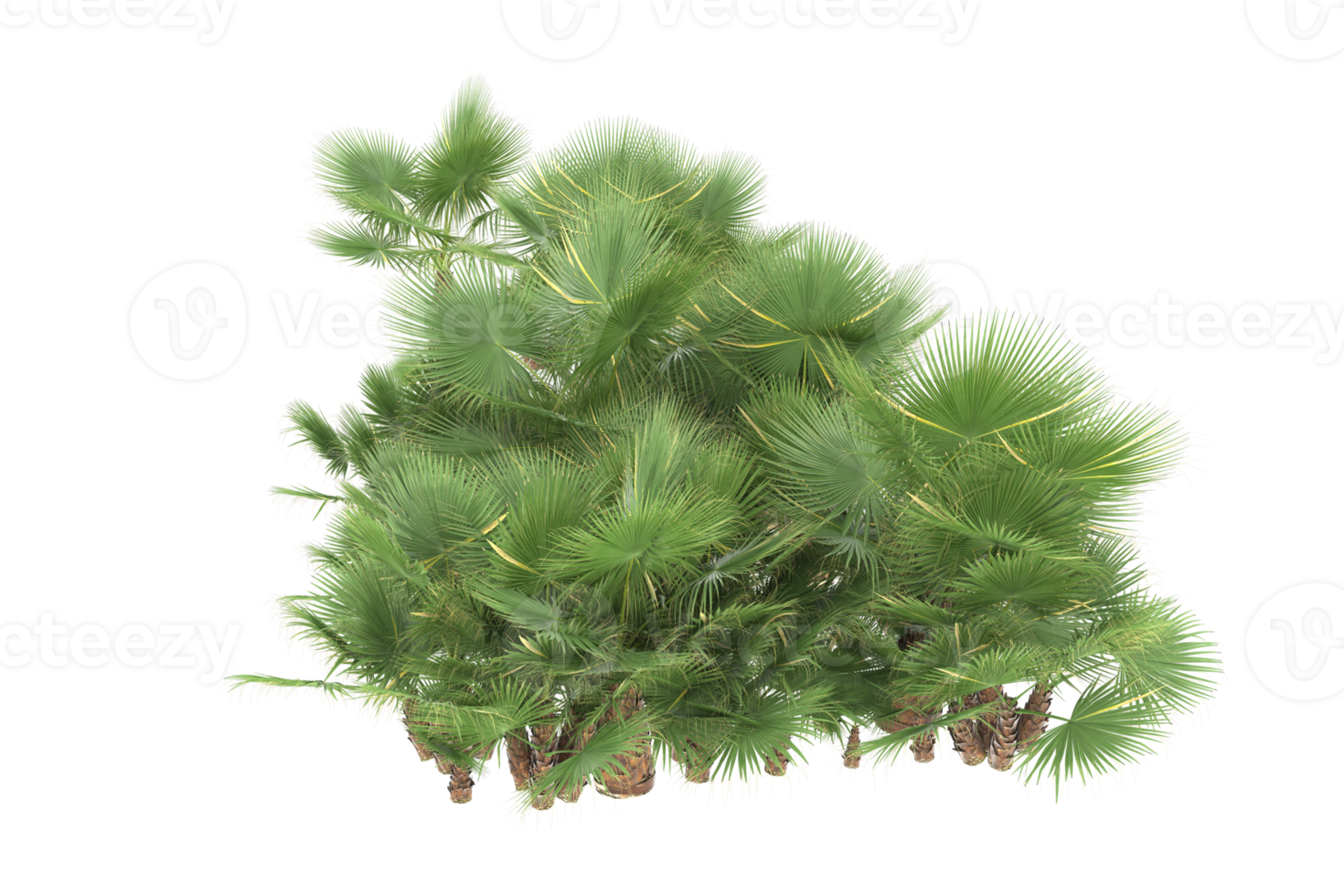 Palm trees isolated on transparent background. 3d rendering - illustration png