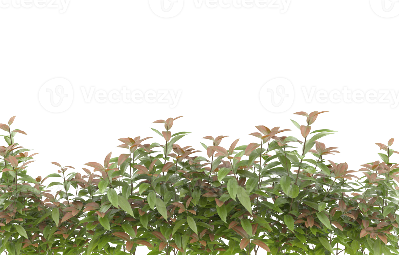 Realistic foliage isolated on transparent background. 3d rendering - illustration png