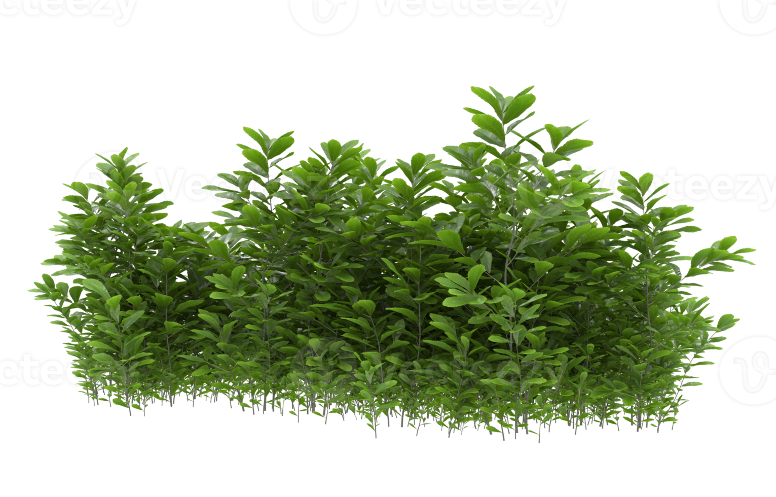 Realistic foliage isolated on transparent background. 3d rendering - illustration png