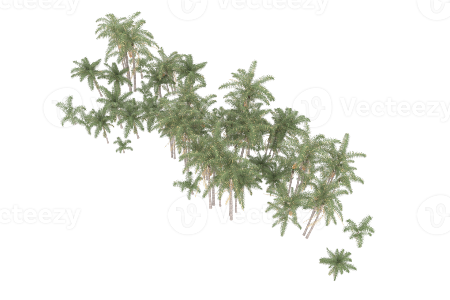 Palm trees isolated on transparent background. 3d rendering - illustration png