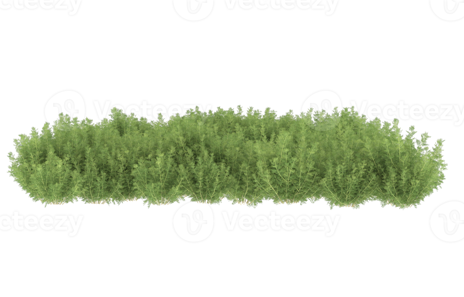Realistic foliage isolated on transparent background. 3d rendering - illustration png