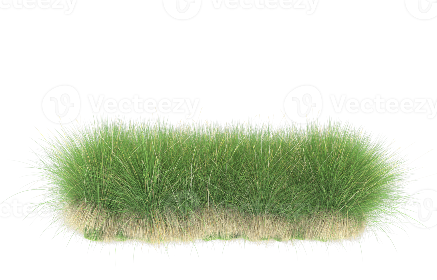 Realistic foliage isolated on transparent background. 3d rendering - illustration png