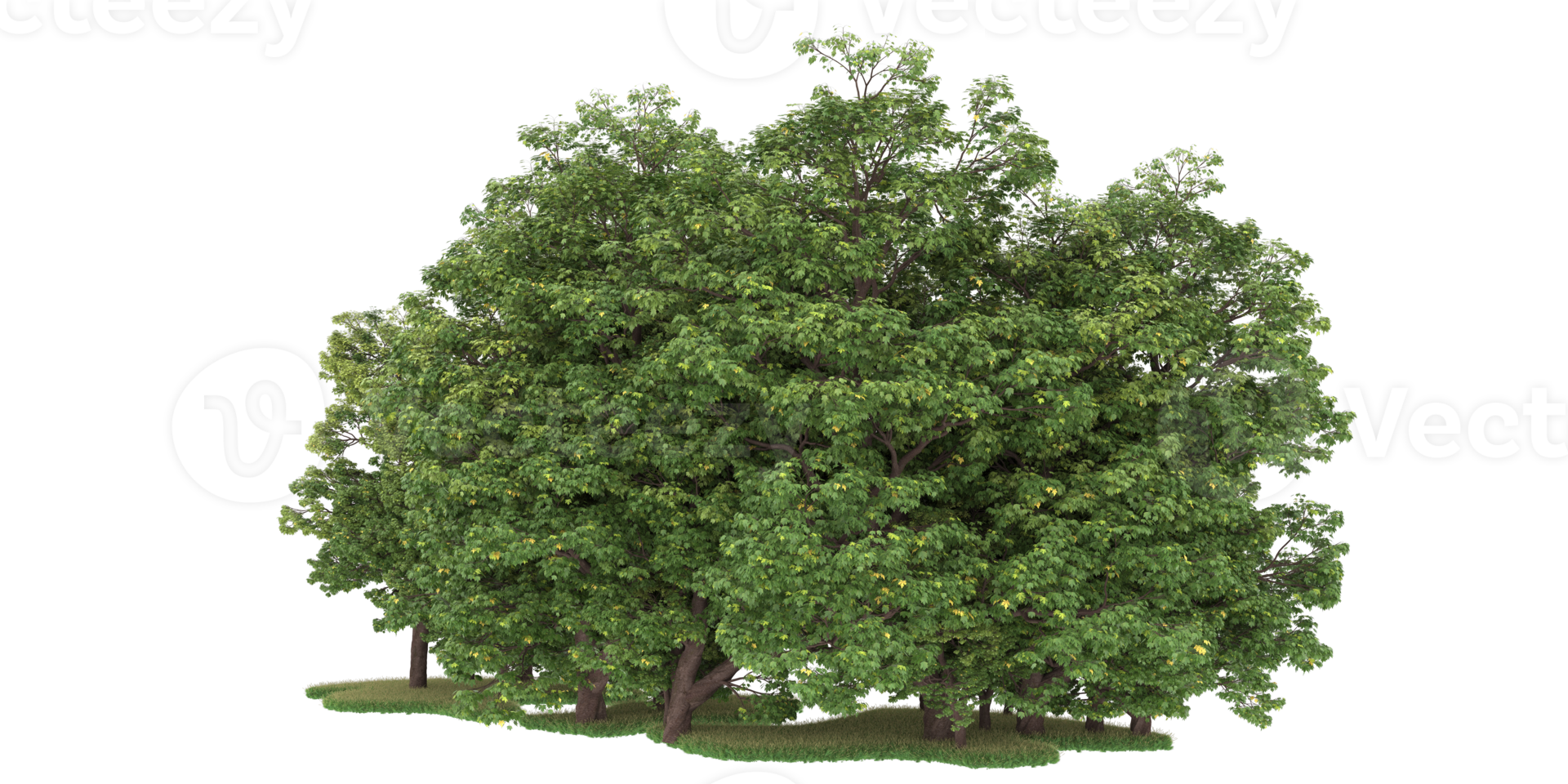 Realistic forest isolated on transparent background. 3d rendering - illustration png