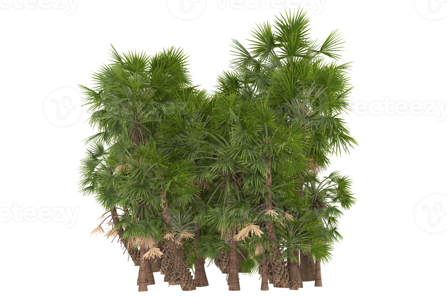 Palm trees isolated on transparent background. 3d rendering - illustration png