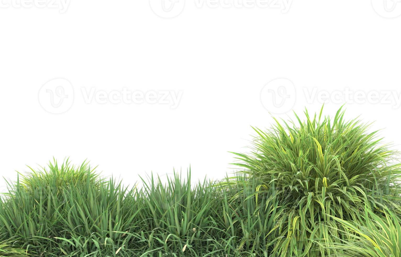 Realistic foliage isolated on transparent background. 3d rendering - illustration png