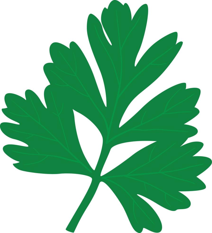 Parsley seasoning illustration vector