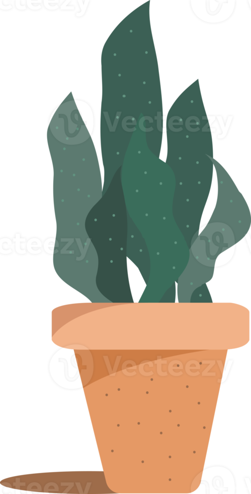 plante de cactus, icône de cactus. png