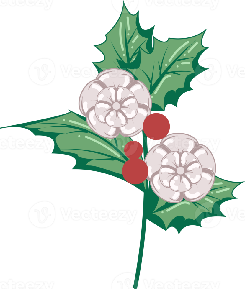ilustração de flor branca de azevinho vermelho png