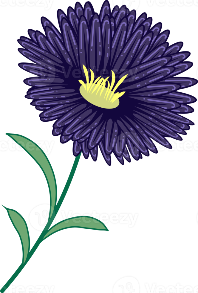 mooi donker paars aster bloem illustratie voor muur kunst, verpakking, label, poster, kaart, uitnodiging png