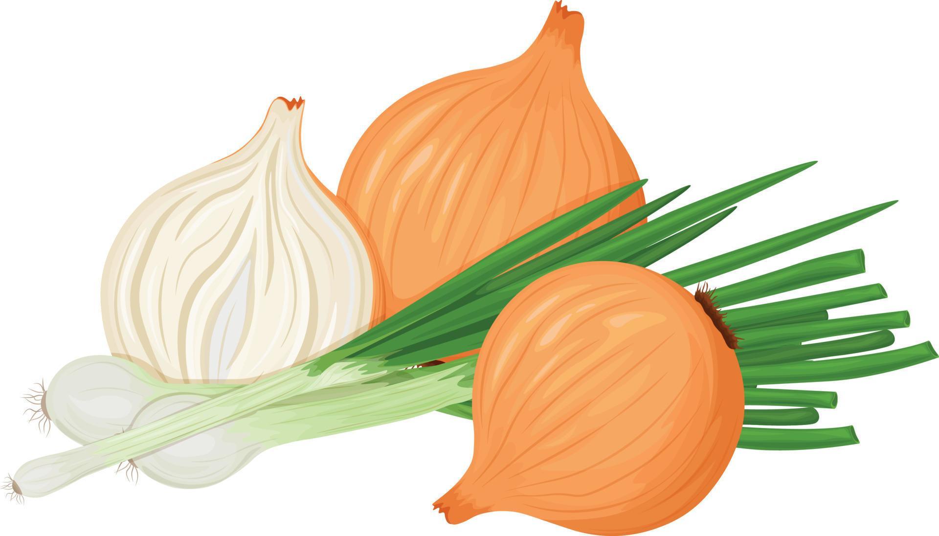 Onion. Image of green onions and onion heads. Vegan, vegetarian food