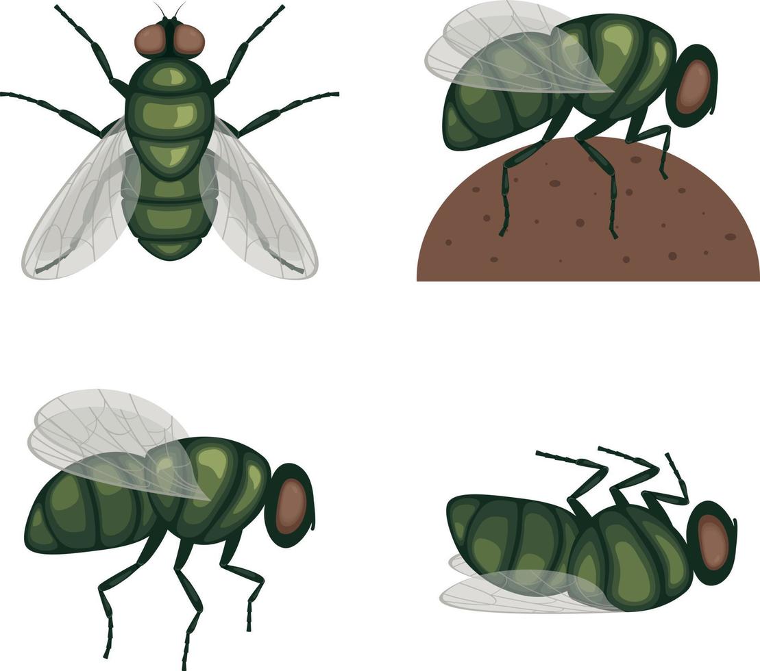 The green fly .Fly insect. Image of a fly top view. A flying insect. Vector illustration isolated on a white background