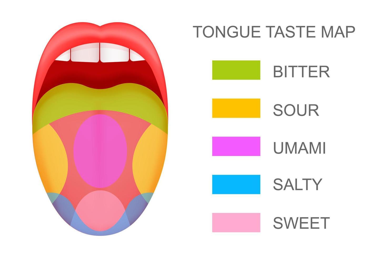 Tongue with taste receptors map sticking out from open mouth Five flavor zones Pseudoscientific theory of human taste buds vector