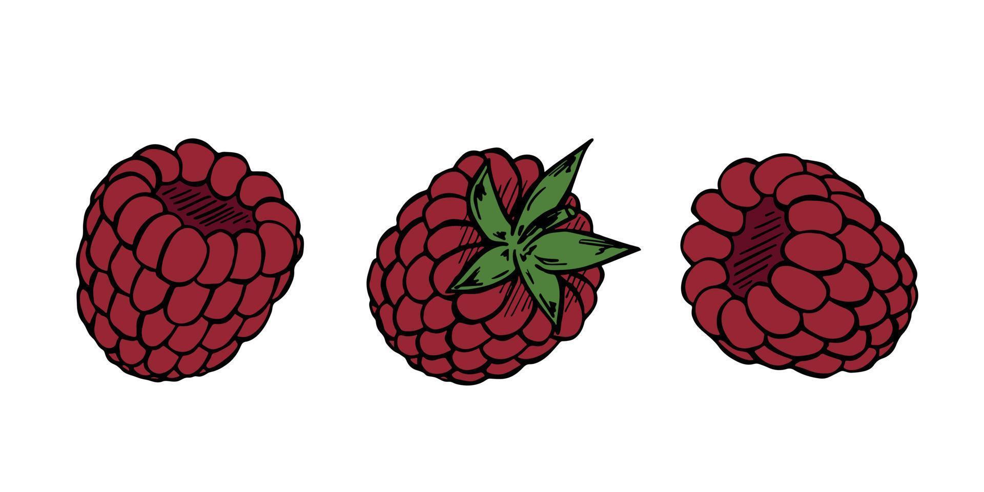 conjunto vectorial de imágenes prediseñadas de frambuesa. icono de baya dibujado a mano. ilustración de frutas para impresión, web, diseño, decoración, logotipo. vector