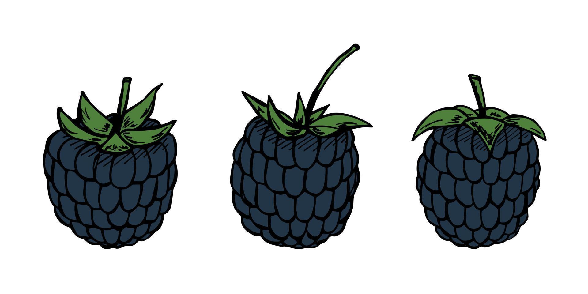 conjunto de vectores de imágenes prediseñadas de mora. icono de baya dibujado a mano. ilustración de frutas para impresión, web, diseño, decoración, logotipo.