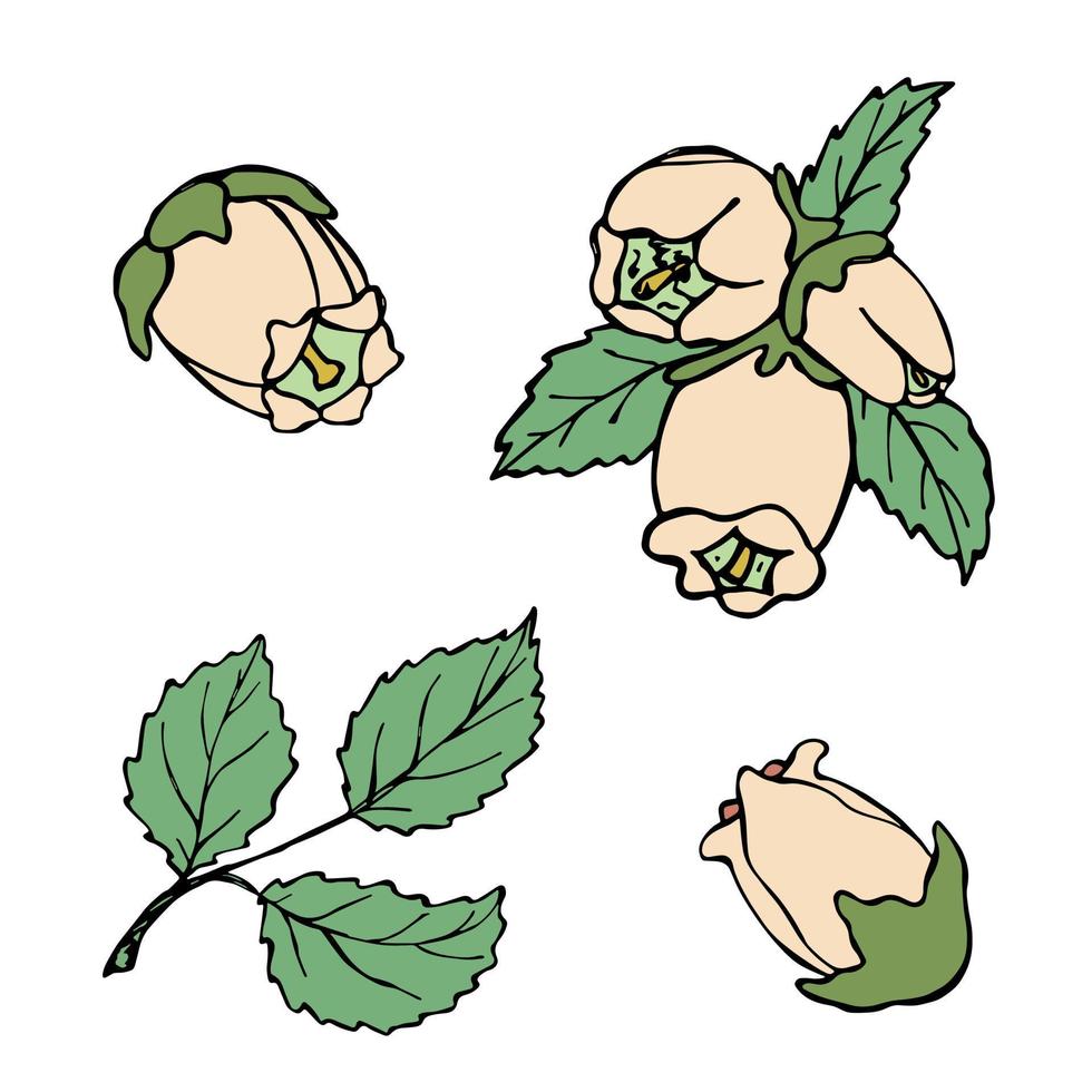 hojas de arándanos vectoriales y imágenes prediseñadas de flores. ilustración de planta dibujada a mano. para impresión, web, diseño, decoración, logotipo. vector