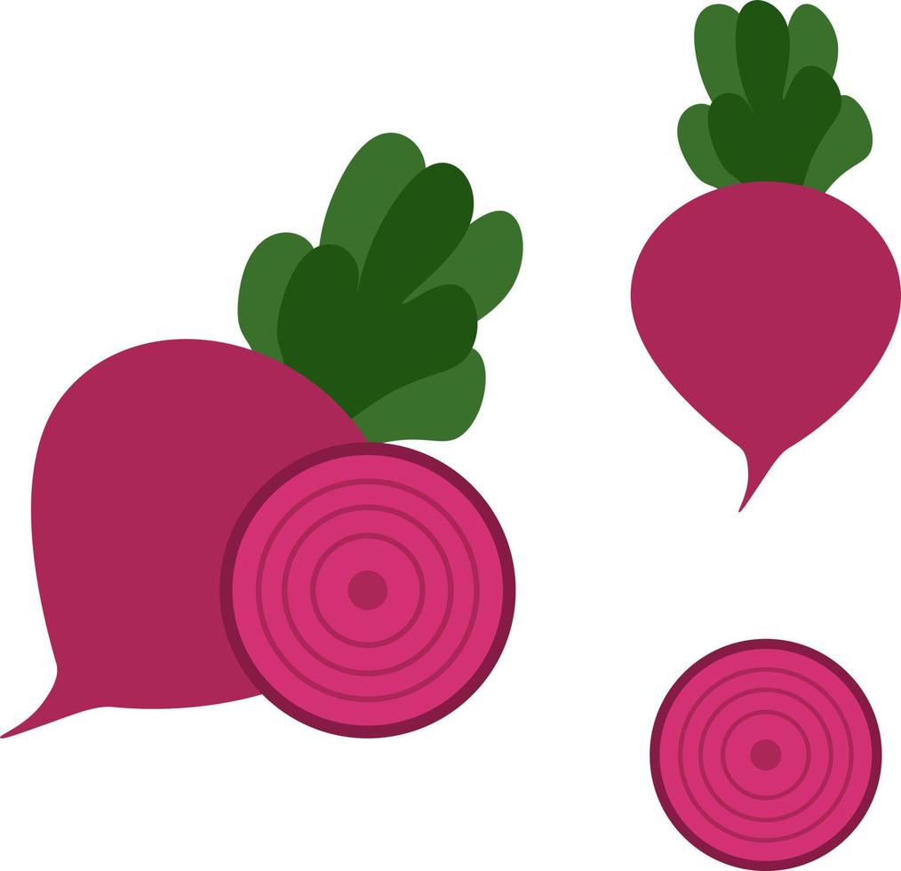 Beet, vector. Purple beets with green tops on a white background. Whole and cut beets. vector