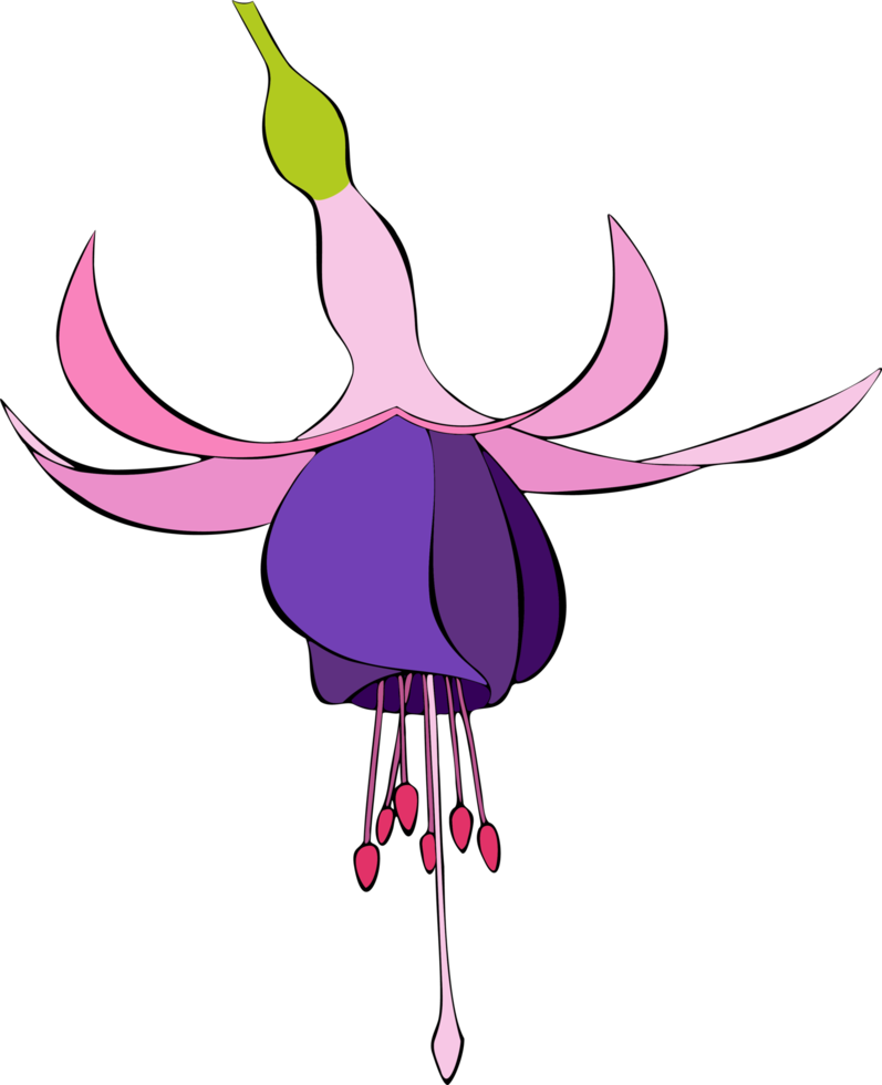 Pink and Purple Fuchsia Bella. Contour sketch. PNG. png