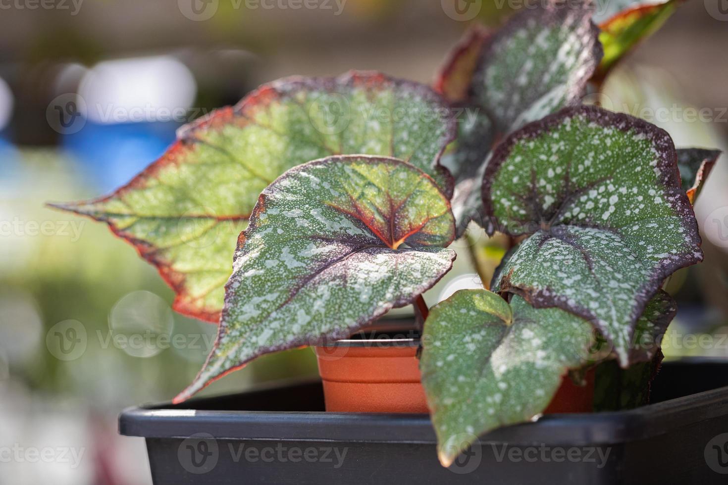 Foliage and variegated plants in the spring garden photo