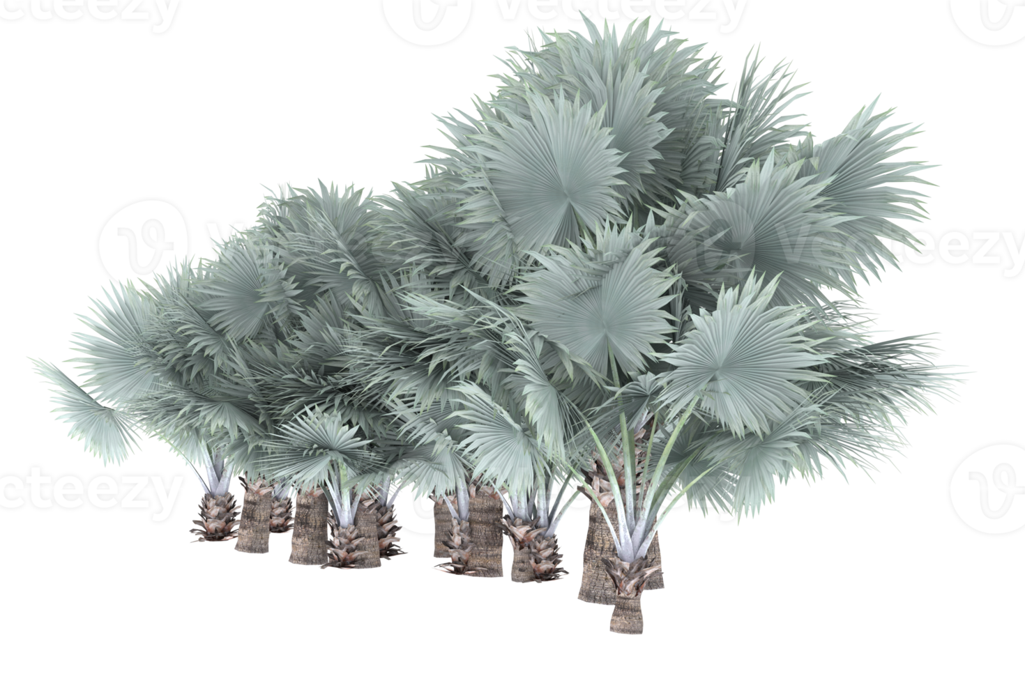 Palm trees isolated on transparent background. 3d rendering - illustration png