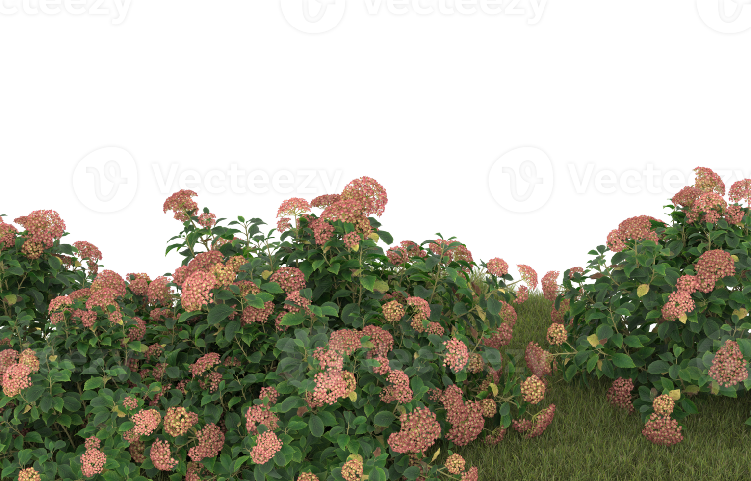 Realistic foliage isolated on transparent background. 3d rendering - illustration png