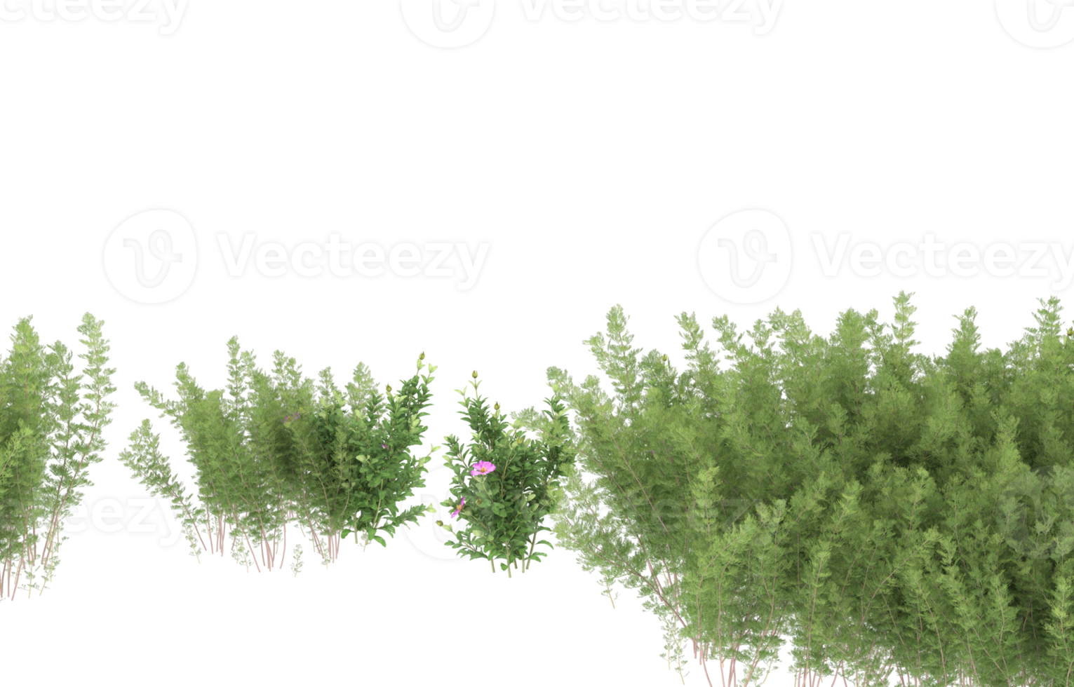 Realistic foliage isolated on transparent background. 3d rendering - illustration png