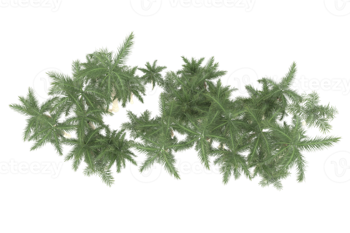 Palm trees isolated on transparent background. 3d rendering - illustration png