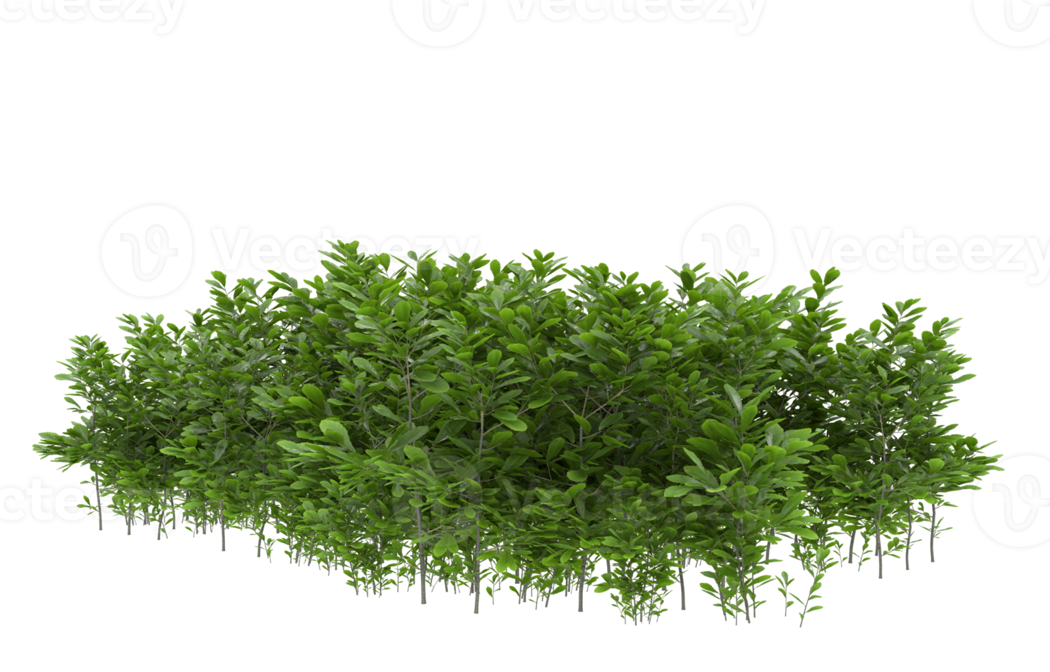 Realistic foliage isolated on transparent background. 3d rendering - illustration png