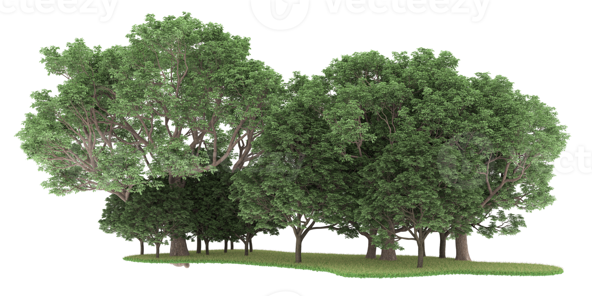 Realistic forest isolated on transparent background. 3d rendering - illustration png