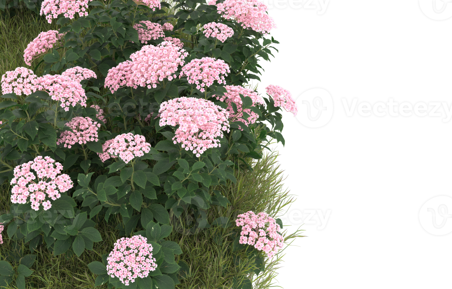 Realistic foliage isolated on transparent background. 3d rendering - illustration png