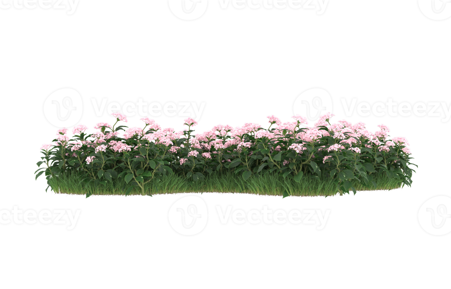 Realistic foliage isolated on transparent background. 3d rendering - illustration png