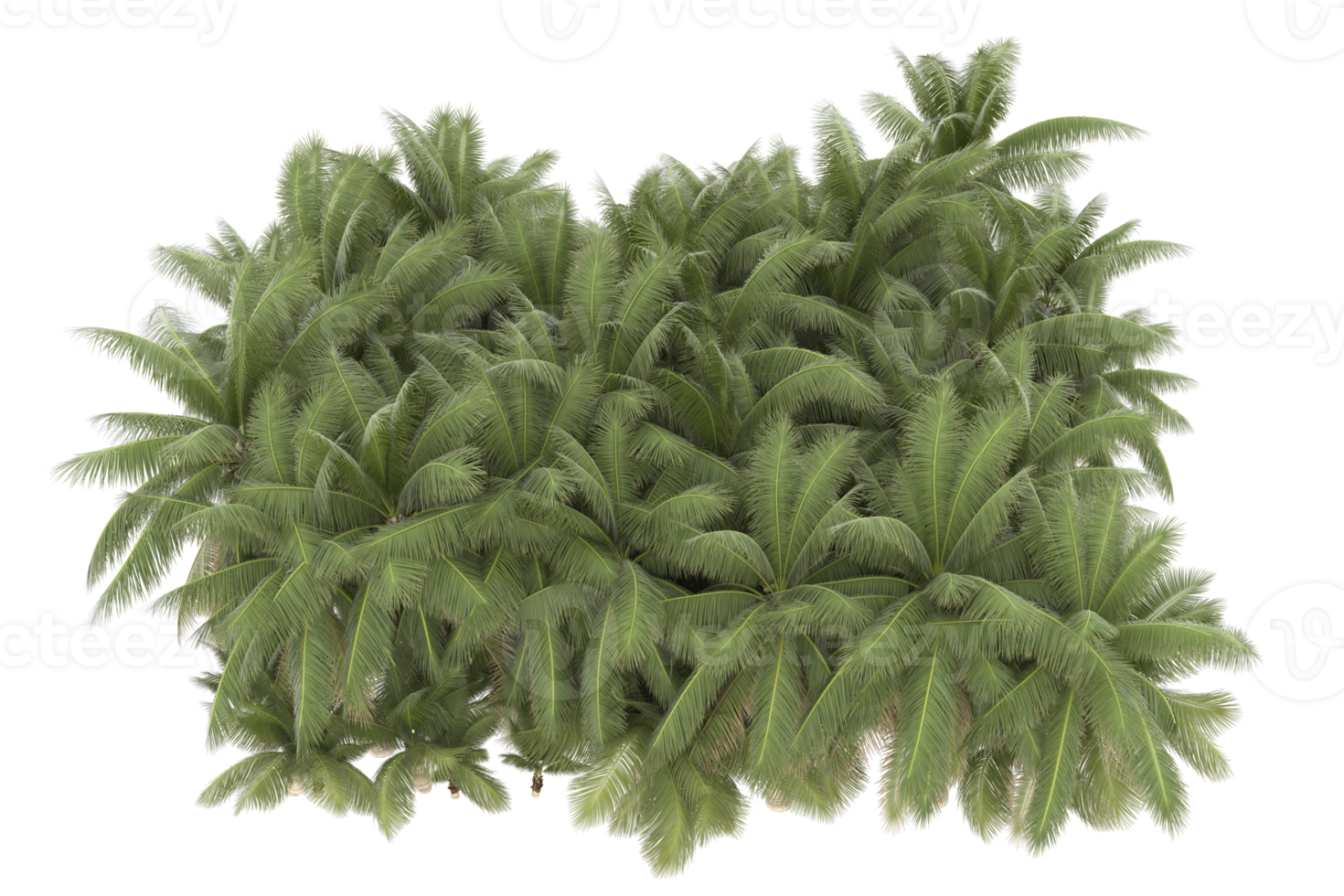 Palm trees isolated on transparent background. 3d rendering - illustration png