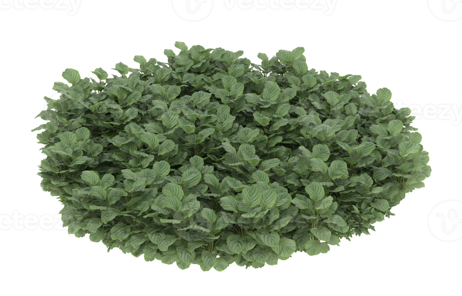Realistic foliage isolated on transparent background. 3d rendering - illustration png
