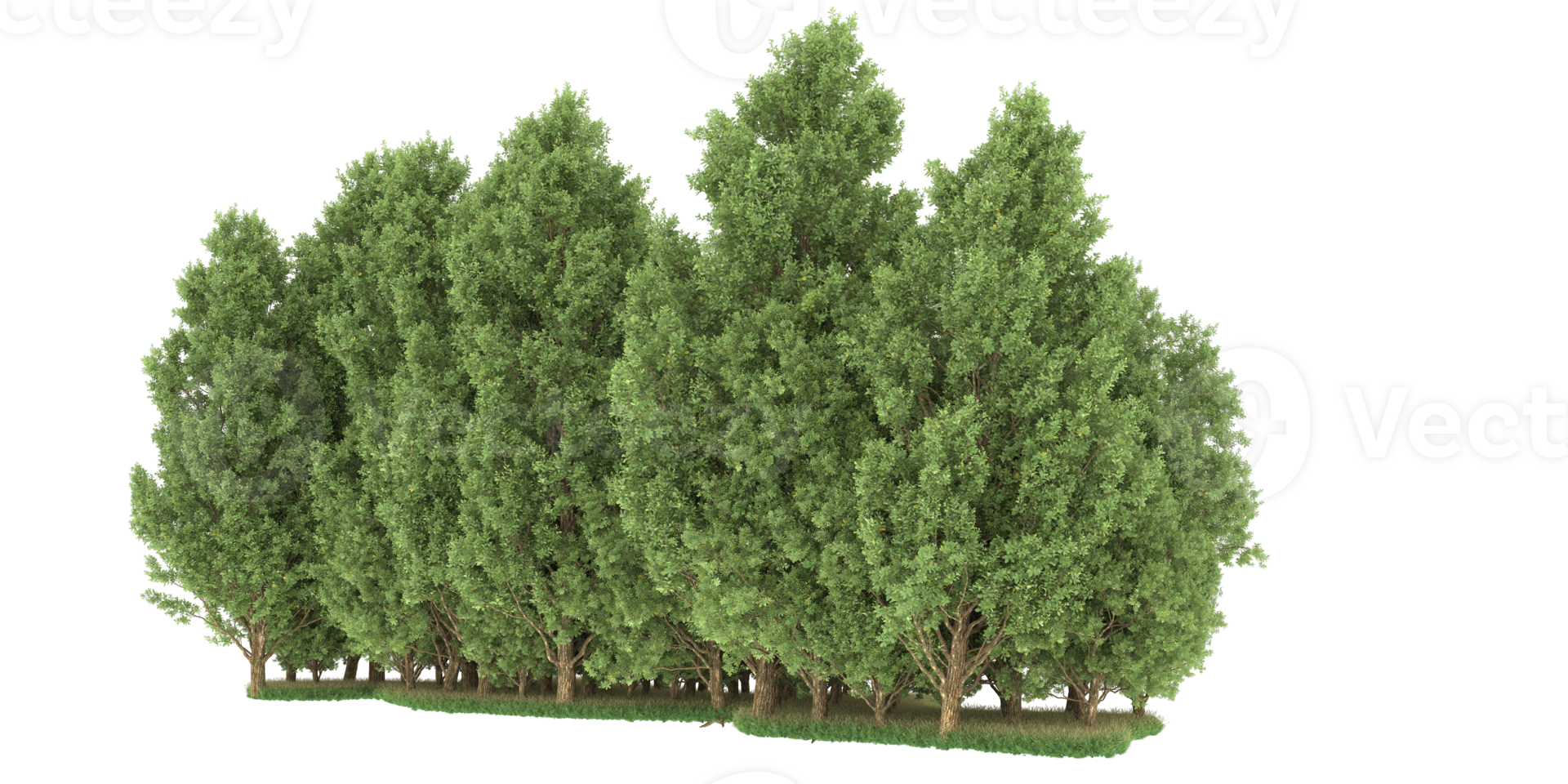 Realistic forest isolated on transparent background. 3d rendering - illustration png