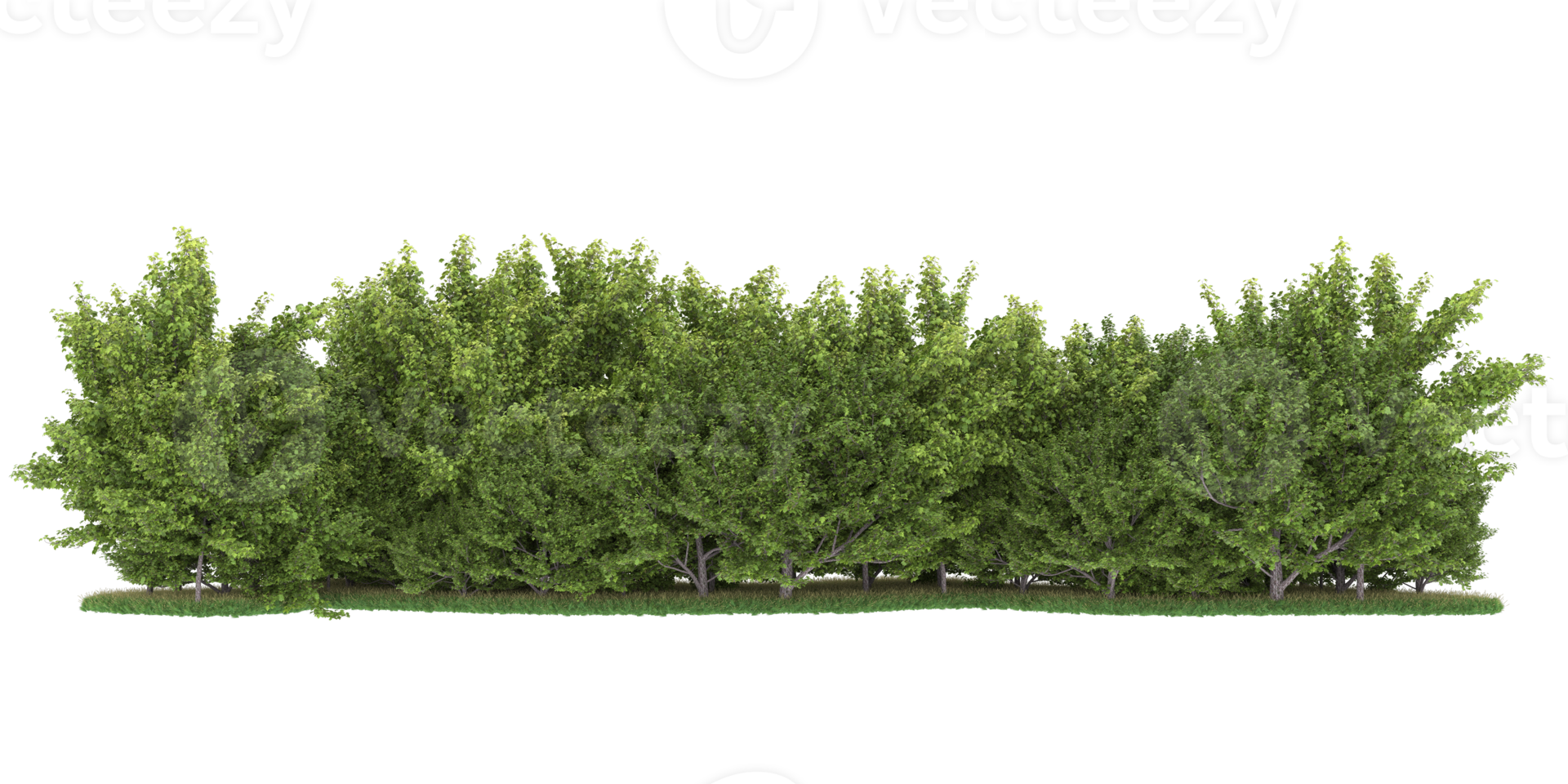 Realistic forest isolated on transparent background. 3d rendering - illustration png