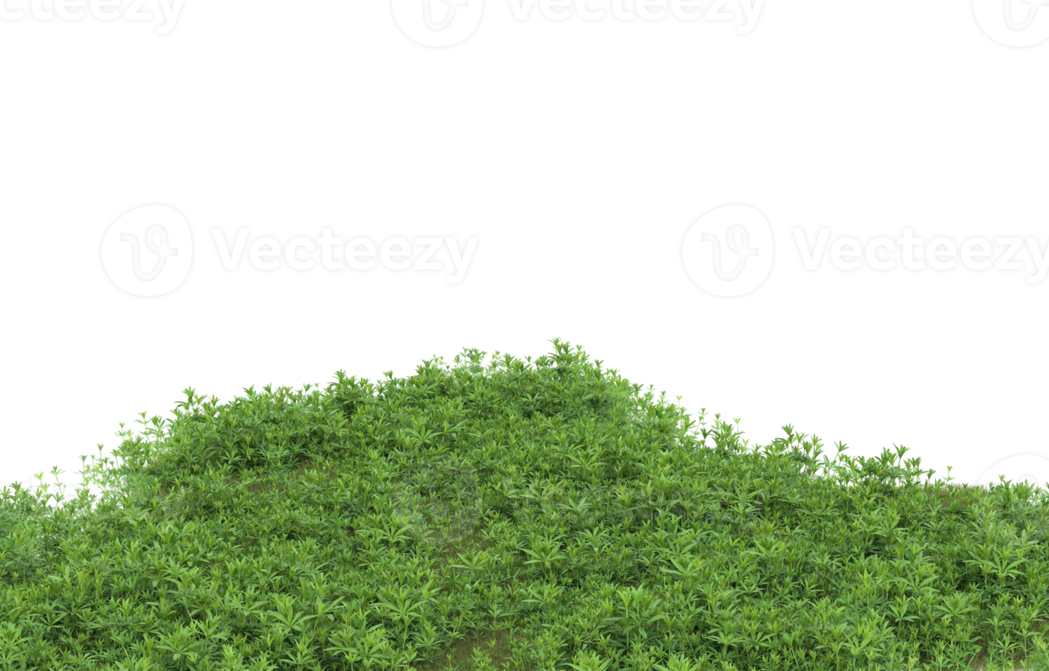 Realistic foliage isolated on transparent background. 3d rendering - illustration png