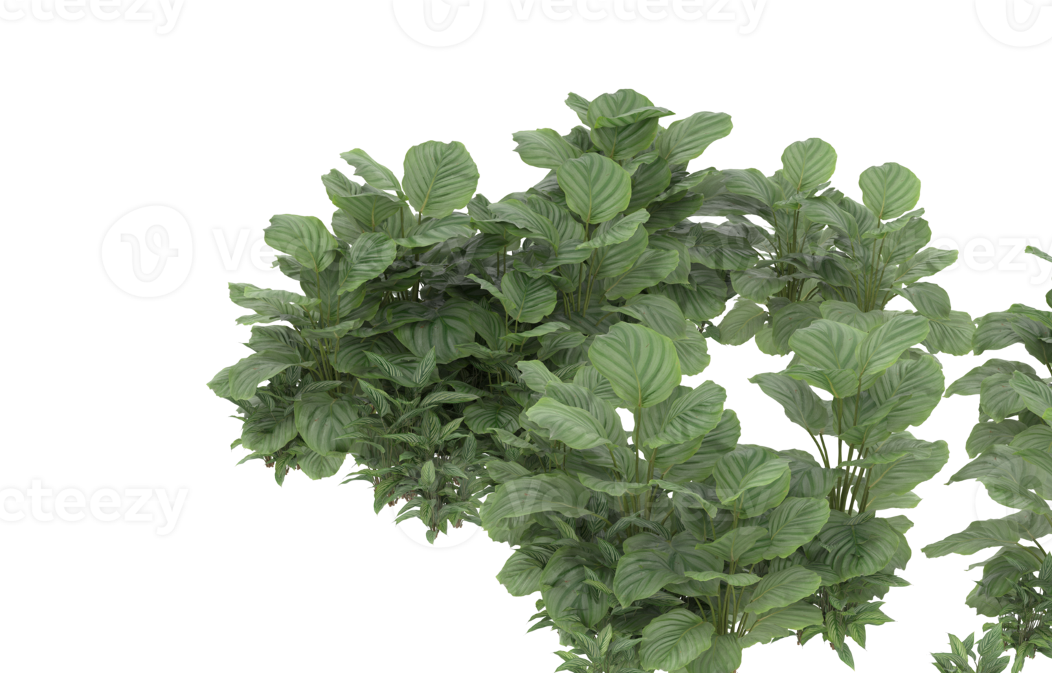 Realistic foliage isolated on transparent background. 3d rendering - illustration png