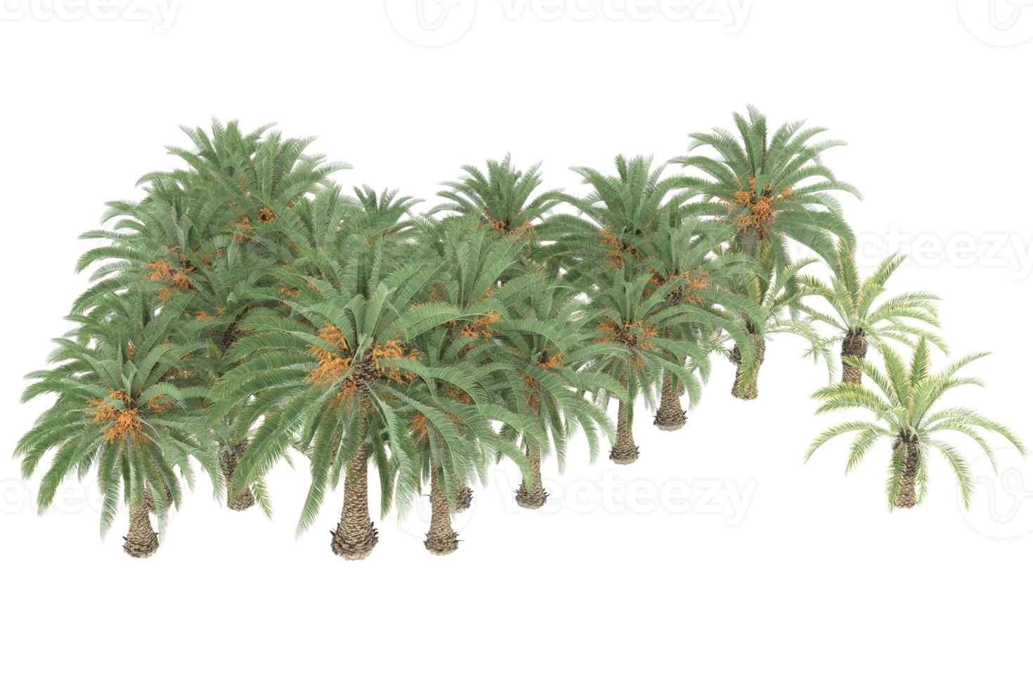 Palm trees isolated on transparent background. 3d rendering - illustration png