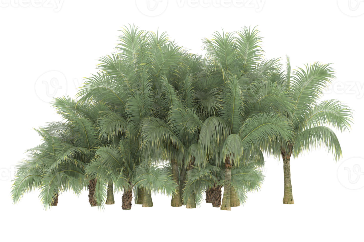 Palm trees isolated on transparent background. 3d rendering - illustration png