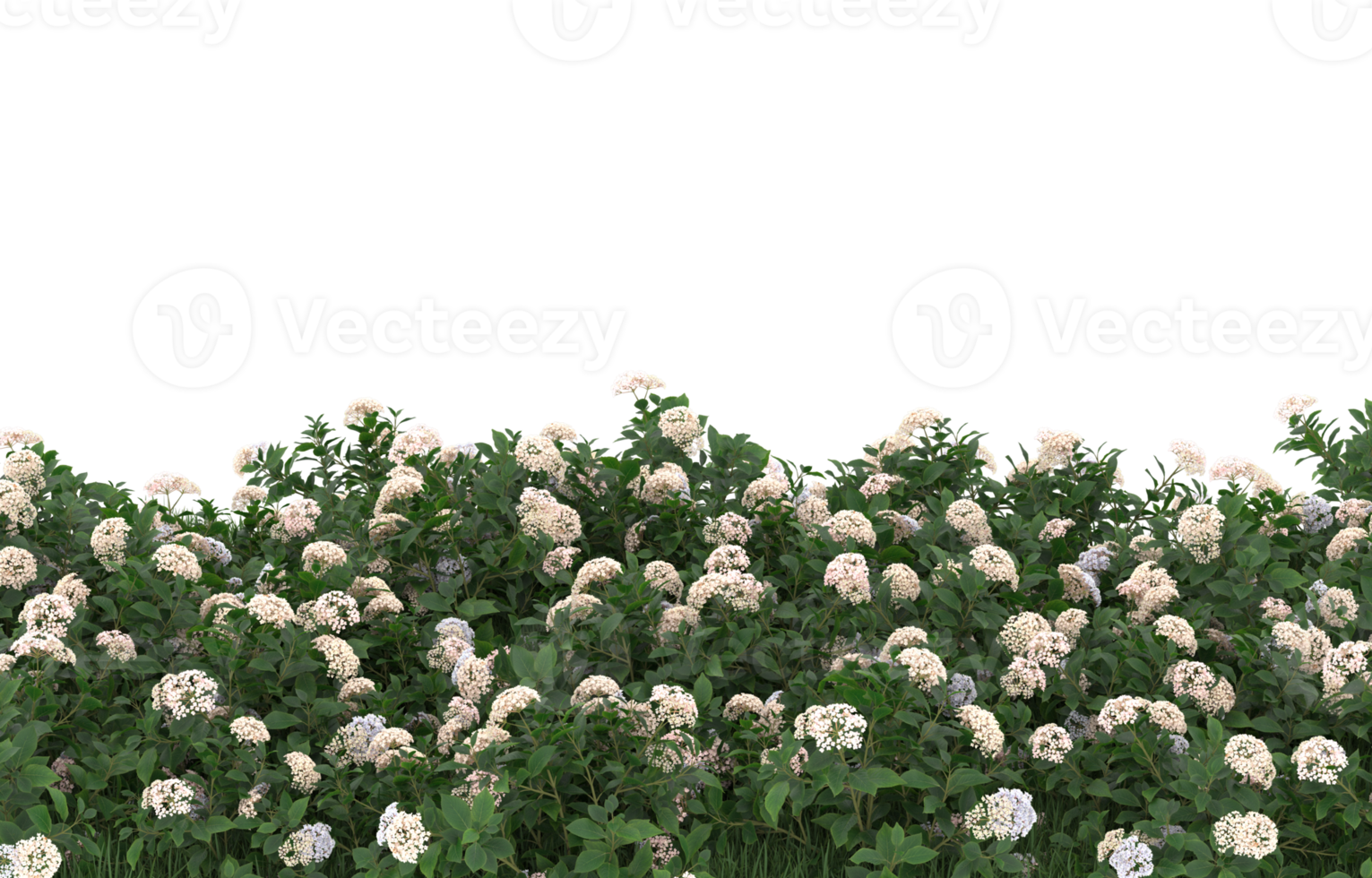 Realistic foliage isolated on transparent background. 3d rendering - illustration png