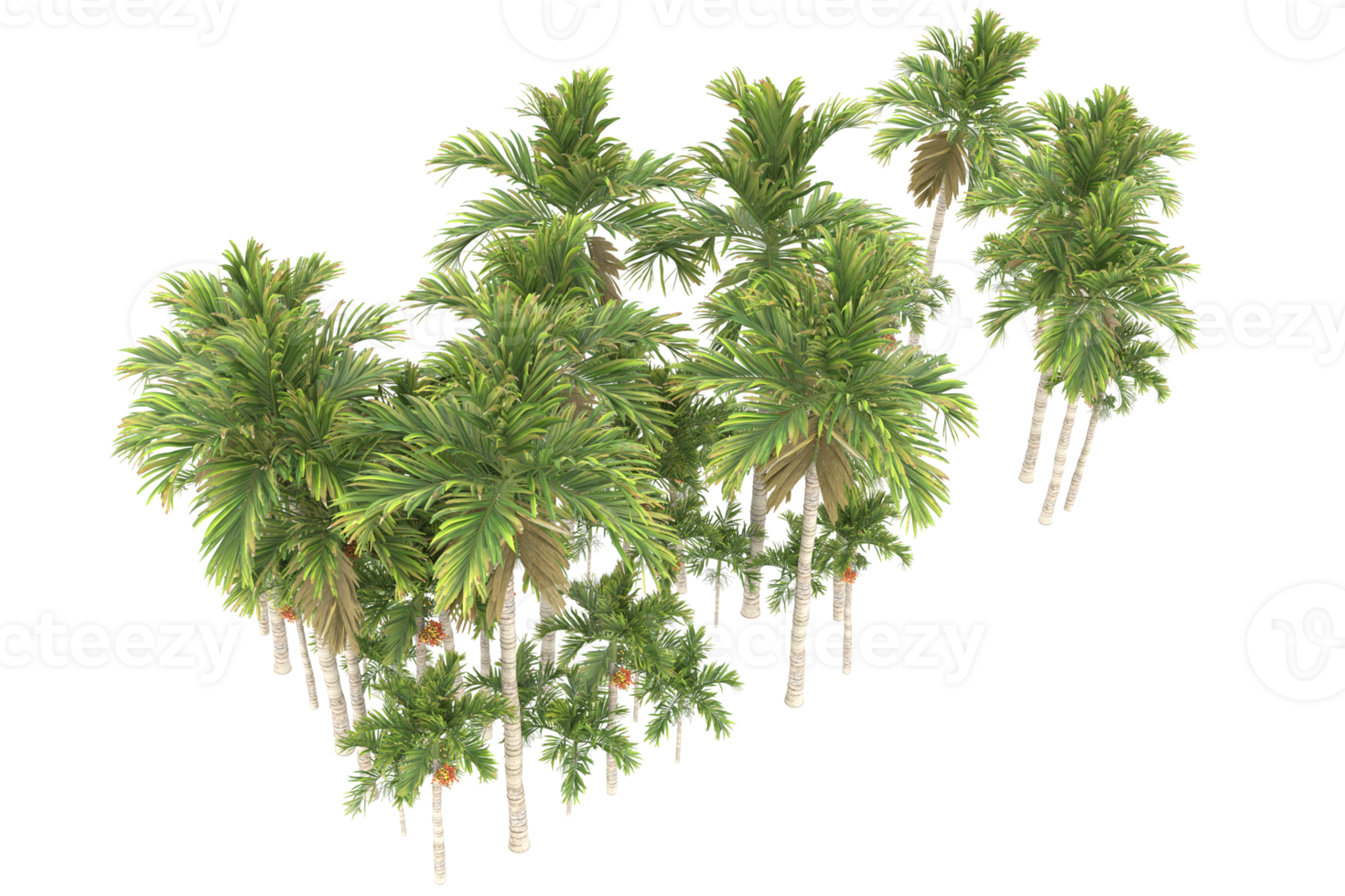 Palm trees isolated on transparent background. 3d rendering - illustration png