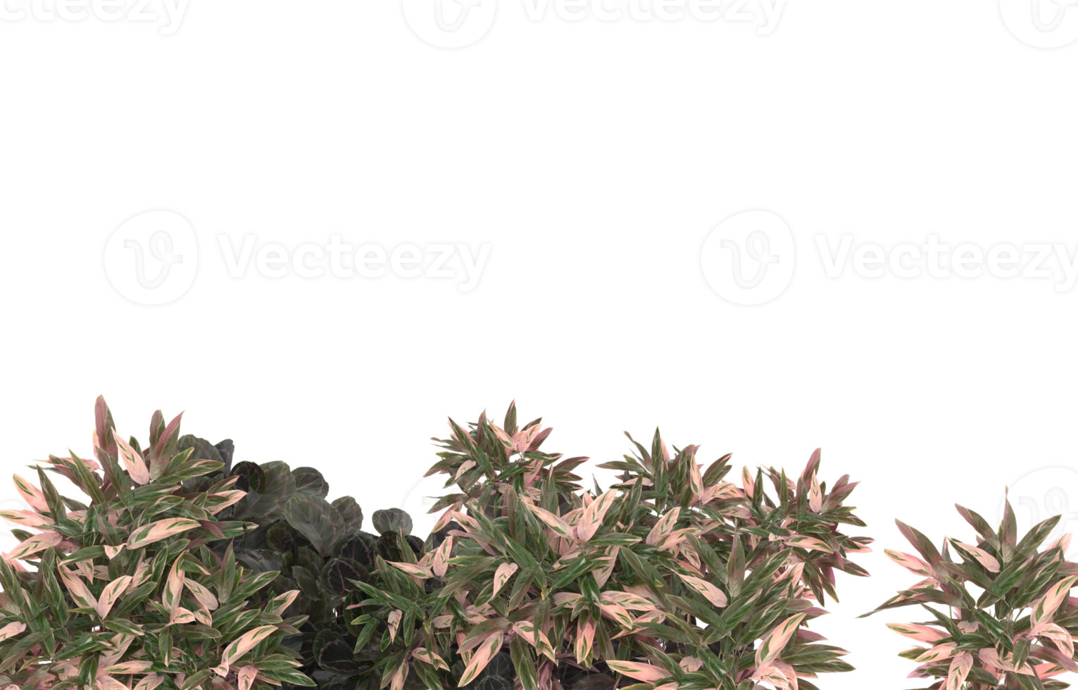 Realistic foliage isolated on transparent background. 3d rendering - illustration png