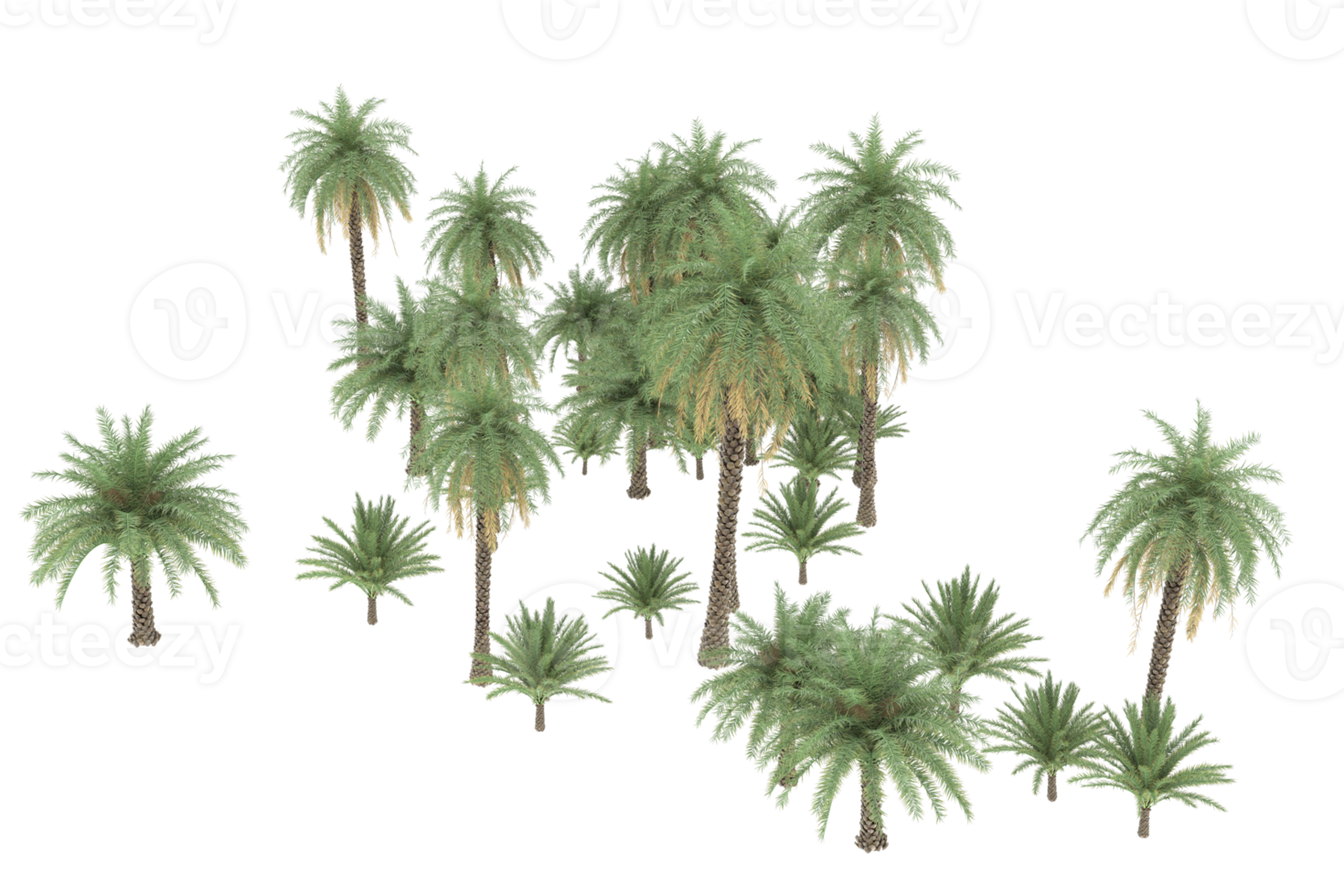 Palm trees isolated on transparent background. 3d rendering - illustration png