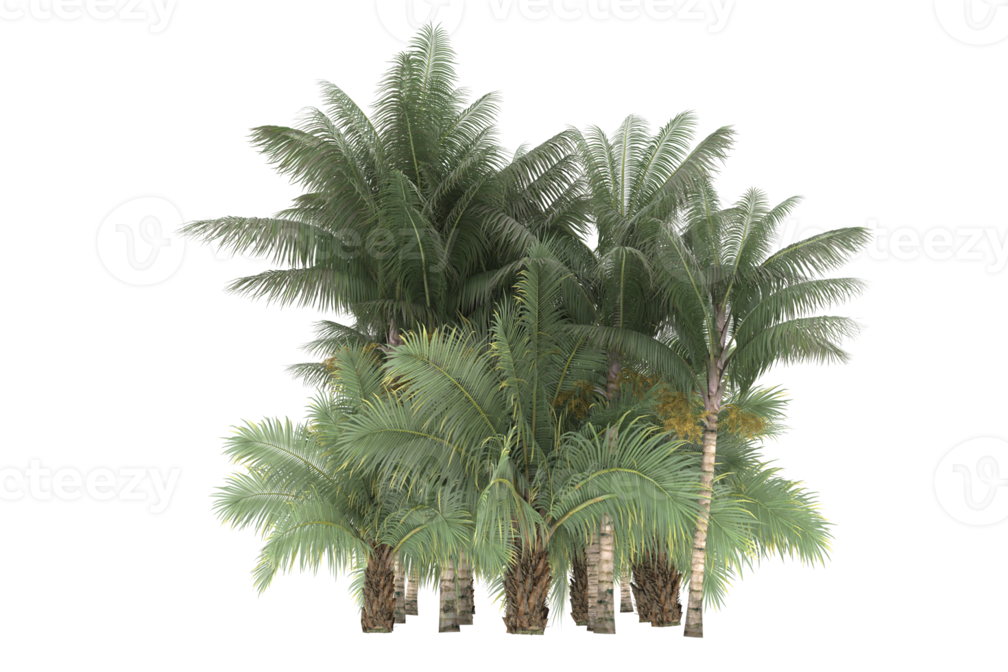 Palm trees isolated on transparent background. 3d rendering - illustration png