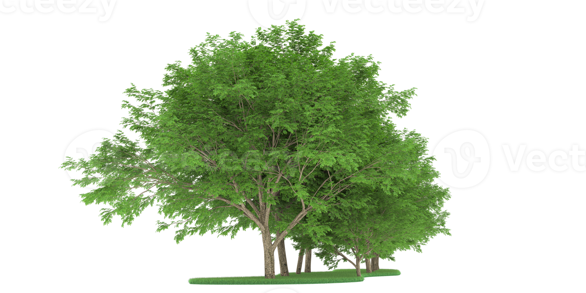 Realistic forest isolated on transparent background. 3d rendering - illustration png