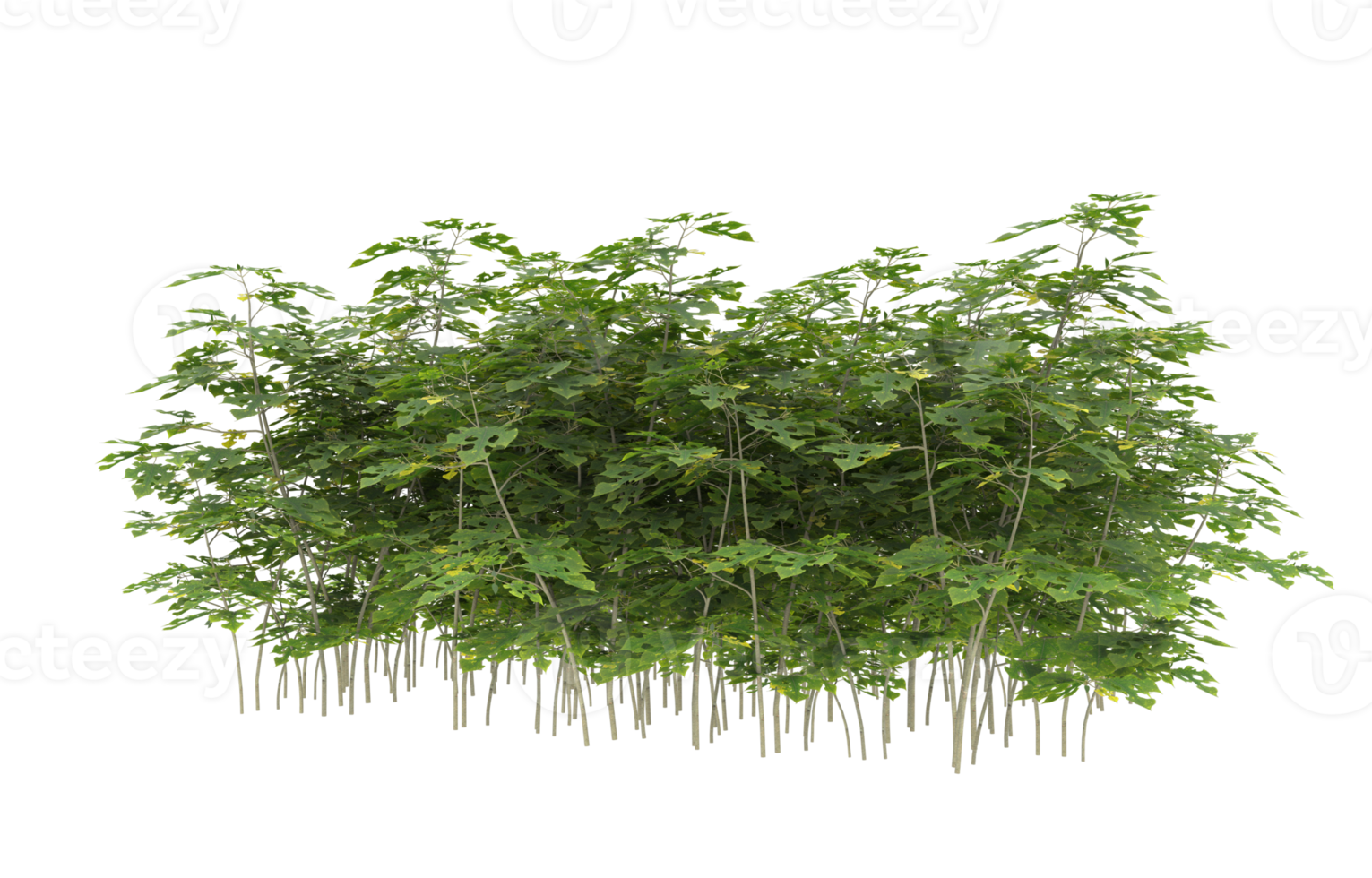 Realistic foliage isolated on transparent background. 3d rendering - illustration png