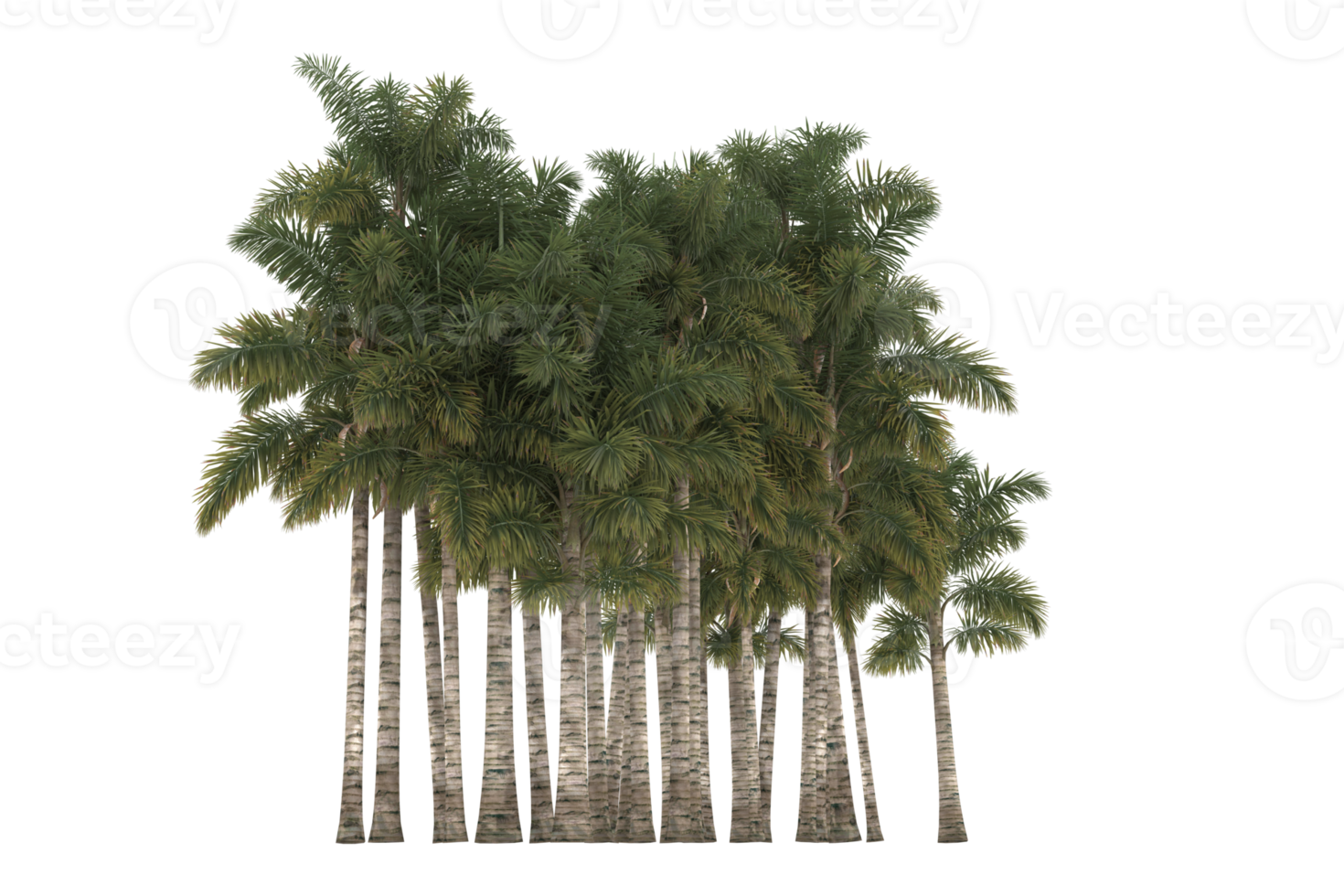 Palm trees isolated on transparent background. 3d rendering - illustration png