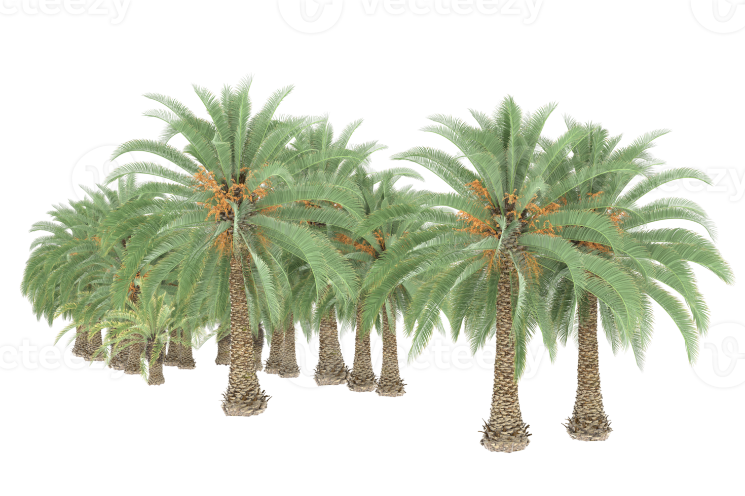 Palm trees isolated on transparent background. 3d rendering - illustration png