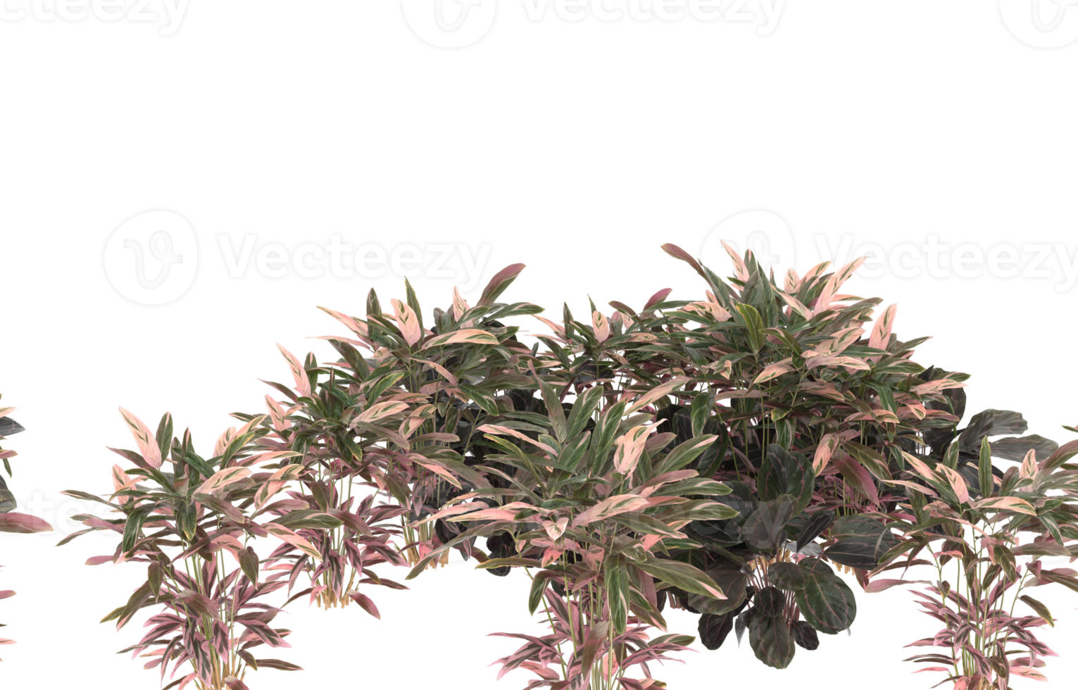 Realistic foliage isolated on transparent background. 3d rendering - illustration png